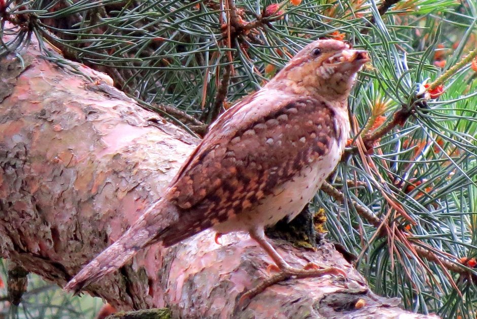 Птицы леса беларуси