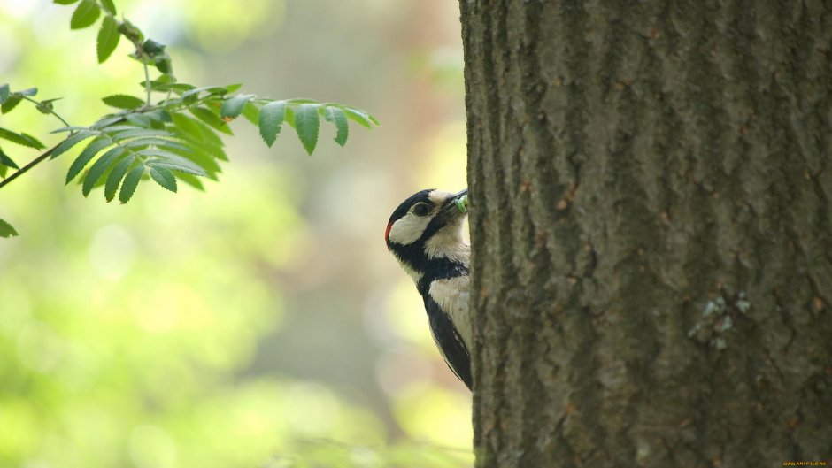 Птица на стволе дерева