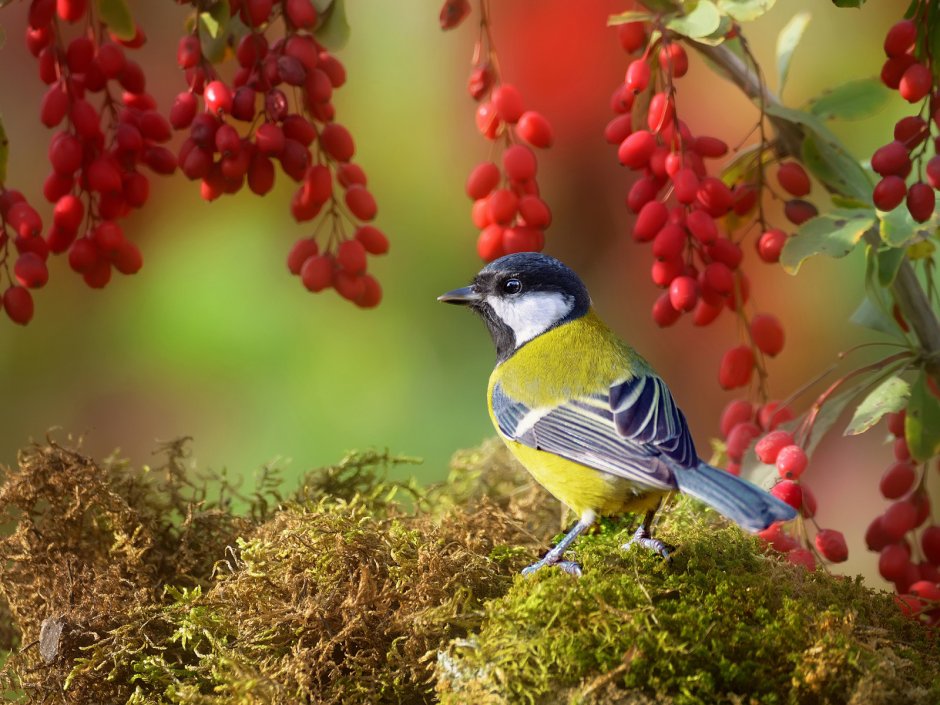 Птицы в лесу