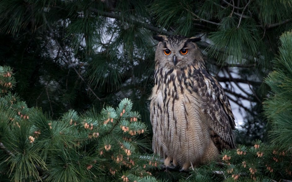 Коллаж из птичек