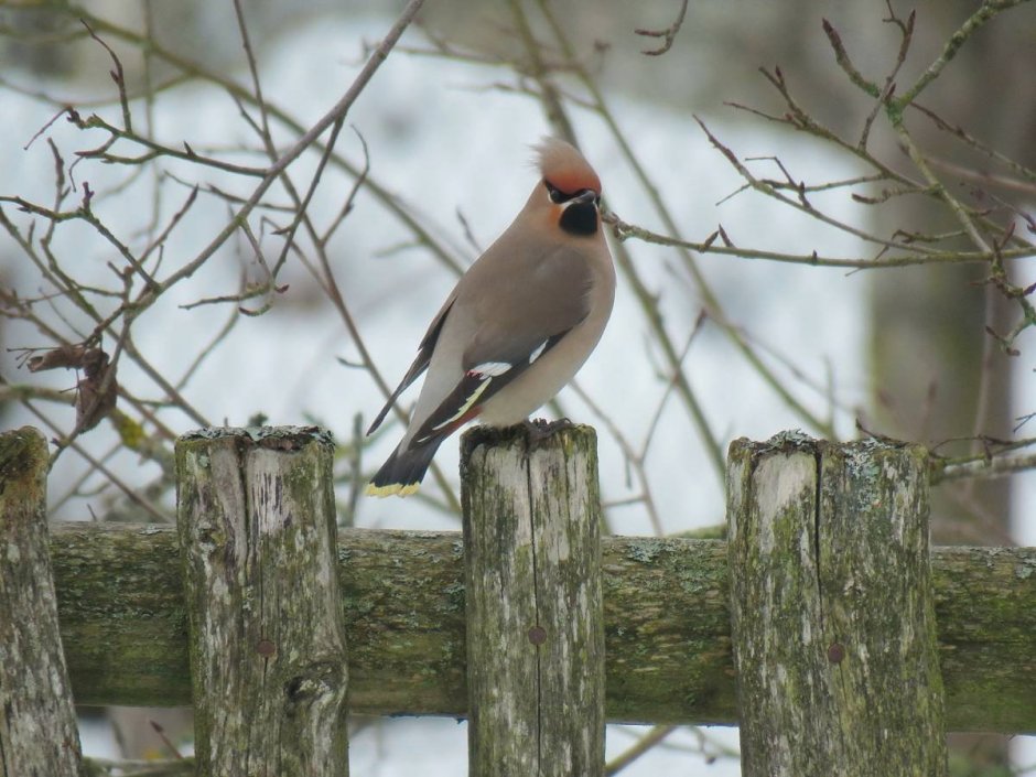 Птицы Беларуси