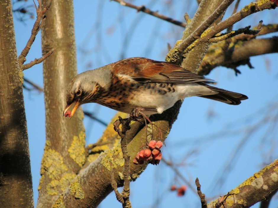 Дрозд рябинник