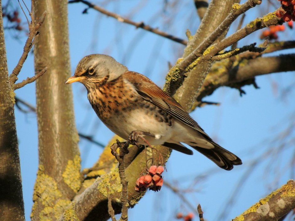 Птицы лесов Белоруссии