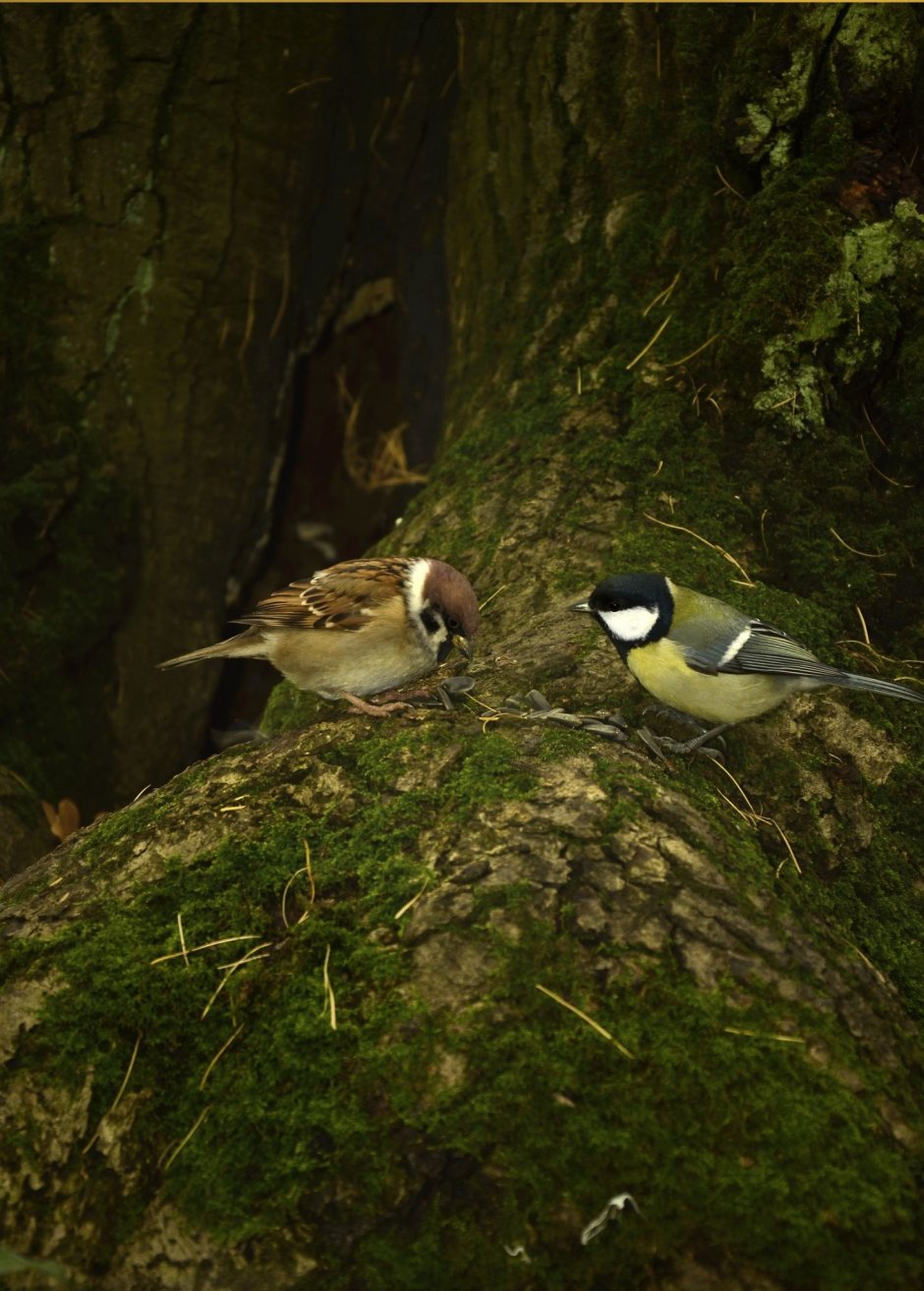 Осенние птицы