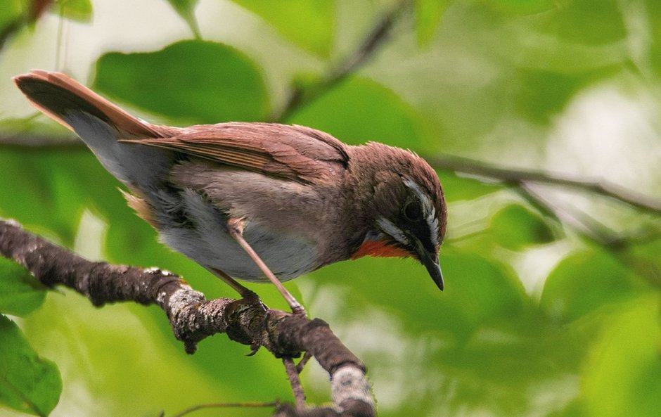 Сойка в Красноярске