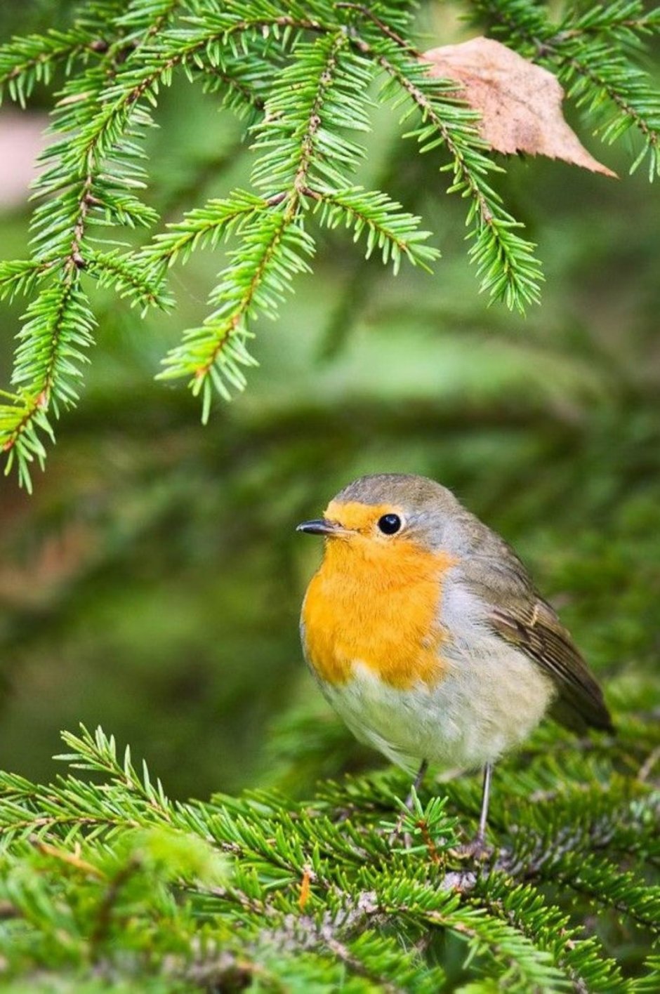 Название зимующих птиц на Урале