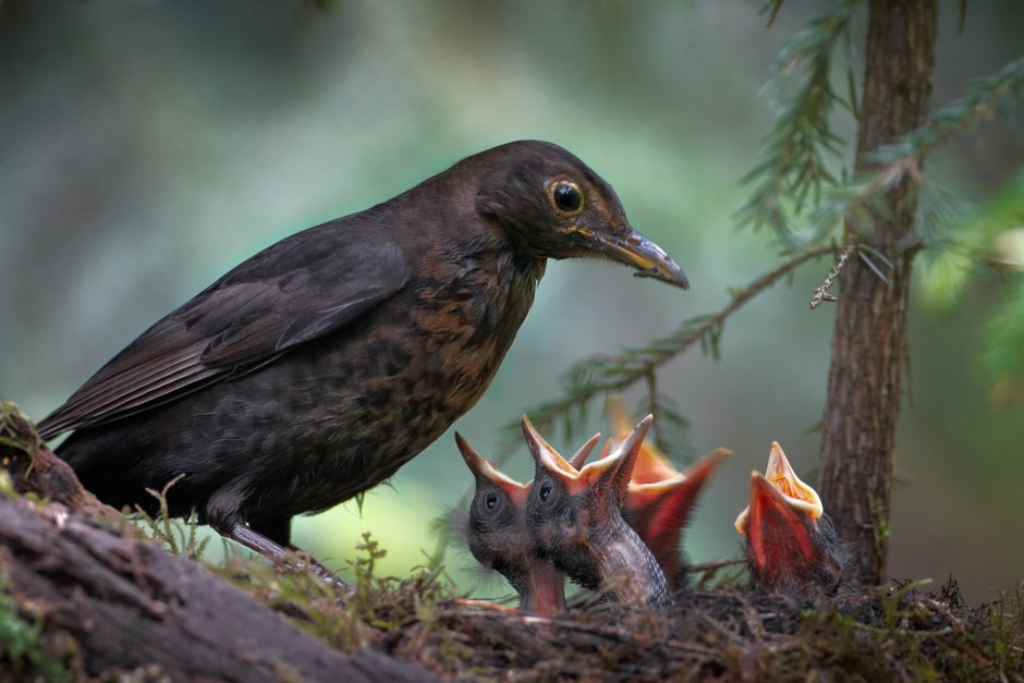 Перелетные птицы Башкирии