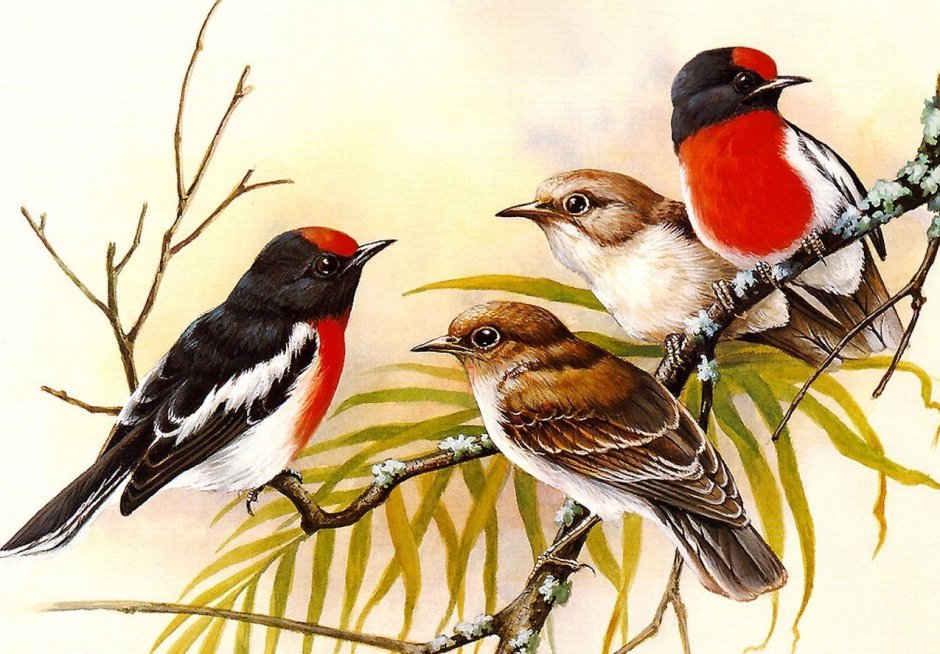 Птицы Красноярского заповедника столбы