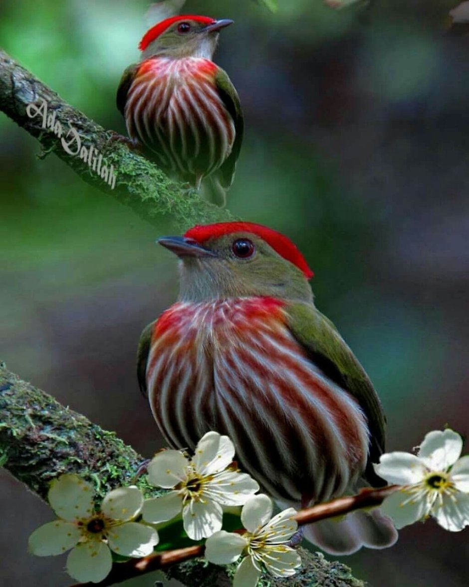 Октябрь птицы