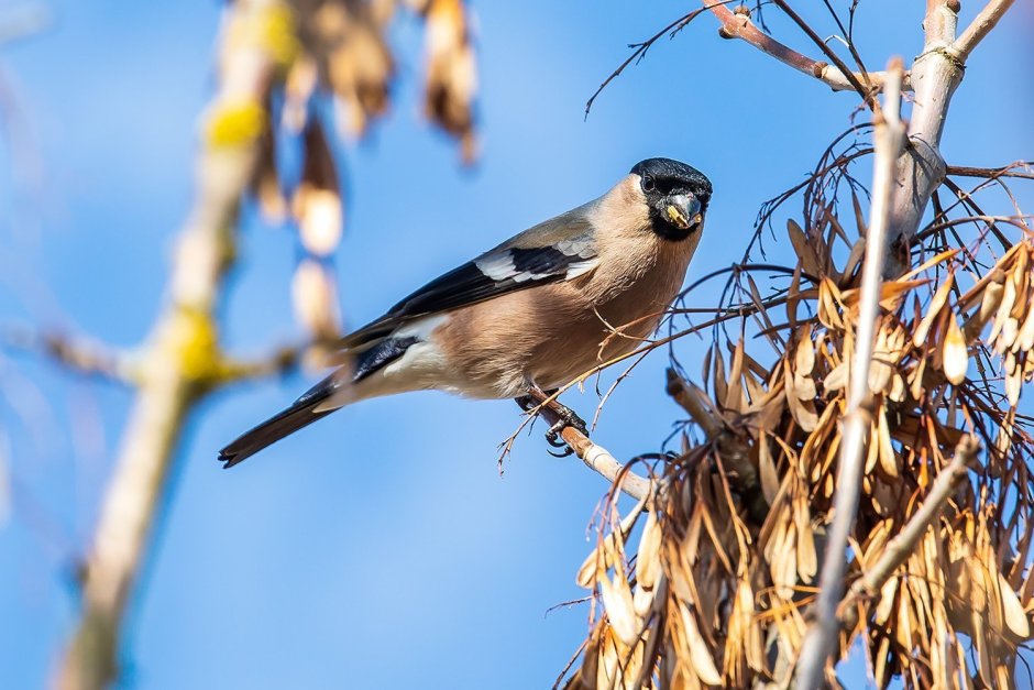 Эрик Шеферд птицы