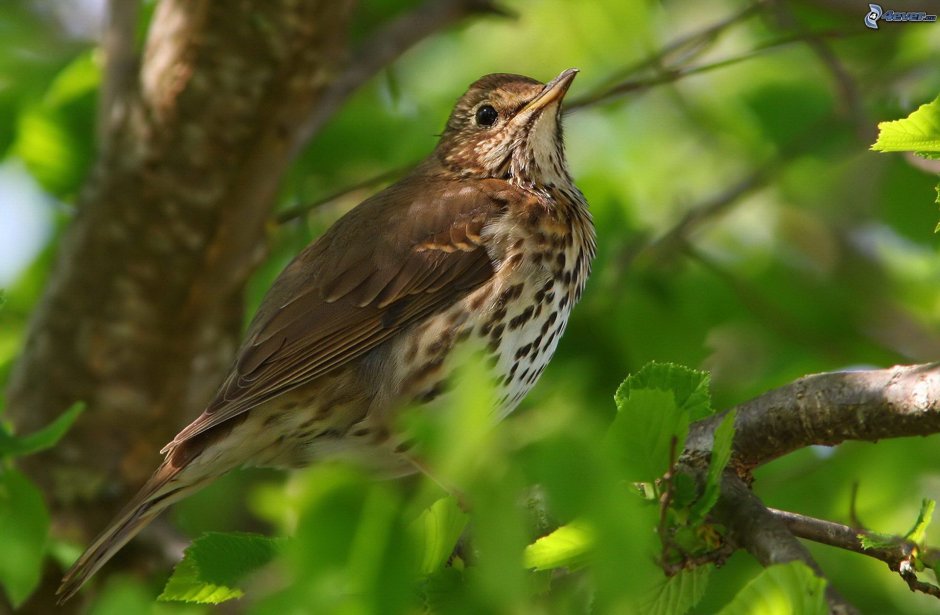 Лесные птицы Беларуси