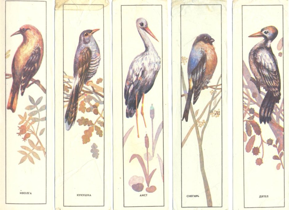 Разнообразные птицы и их названия