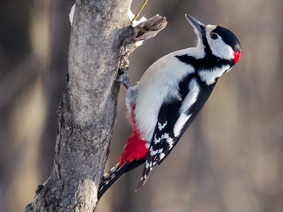 Лесные птицы Белоруссии