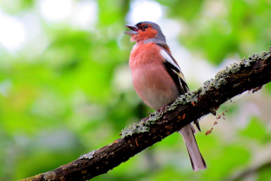 Дрозд свиристель Крымский