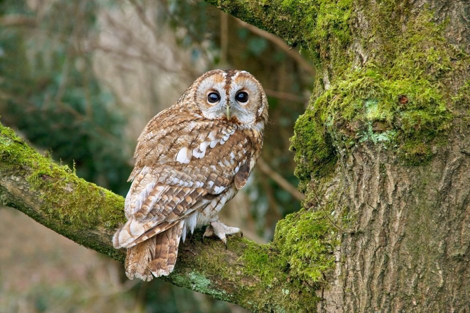 Певчие птицы Зяблик