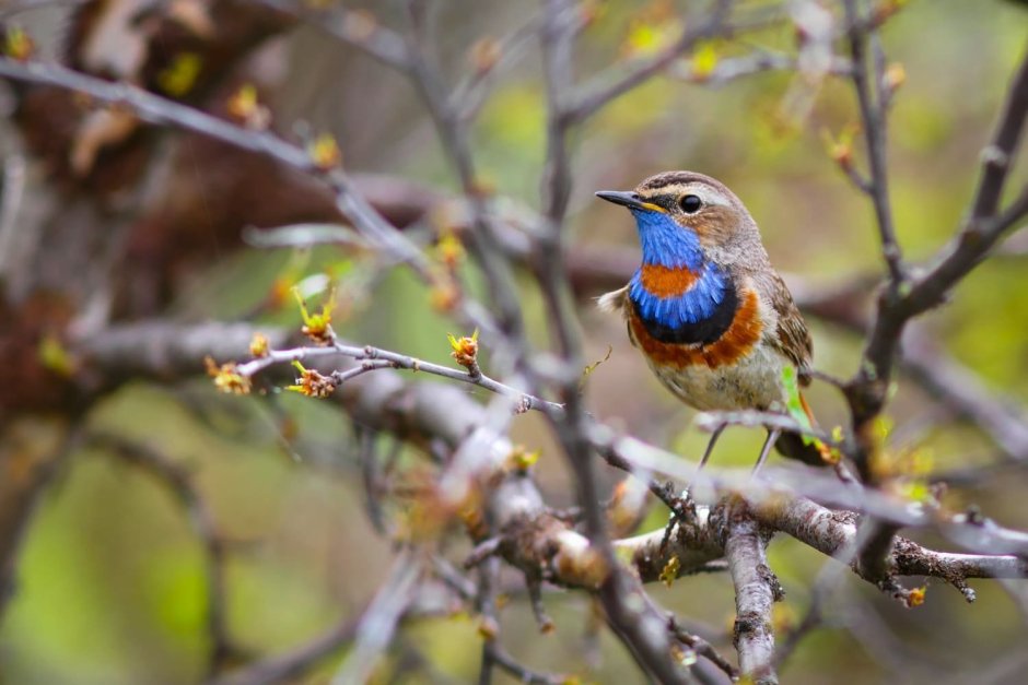 Свиристель птица зимой