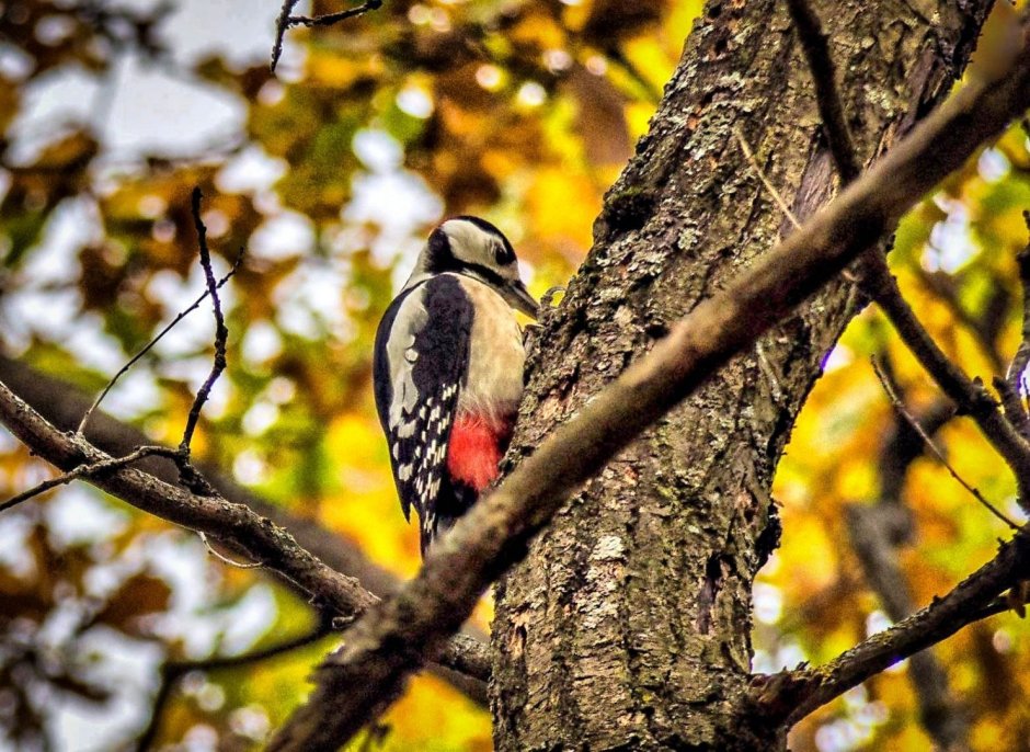 Скворец варакушка