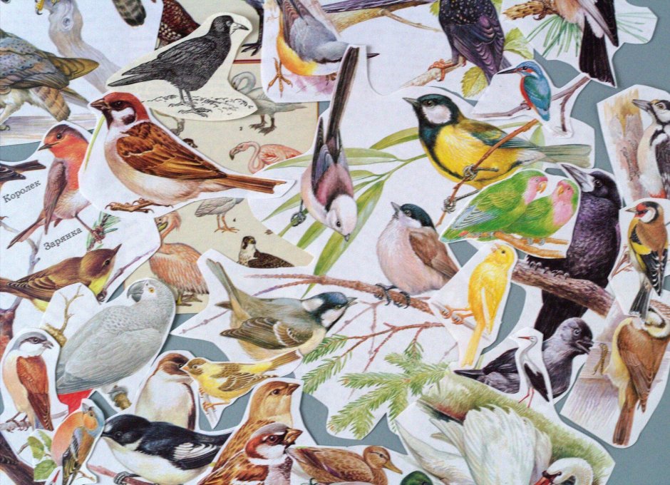 Синица зимой