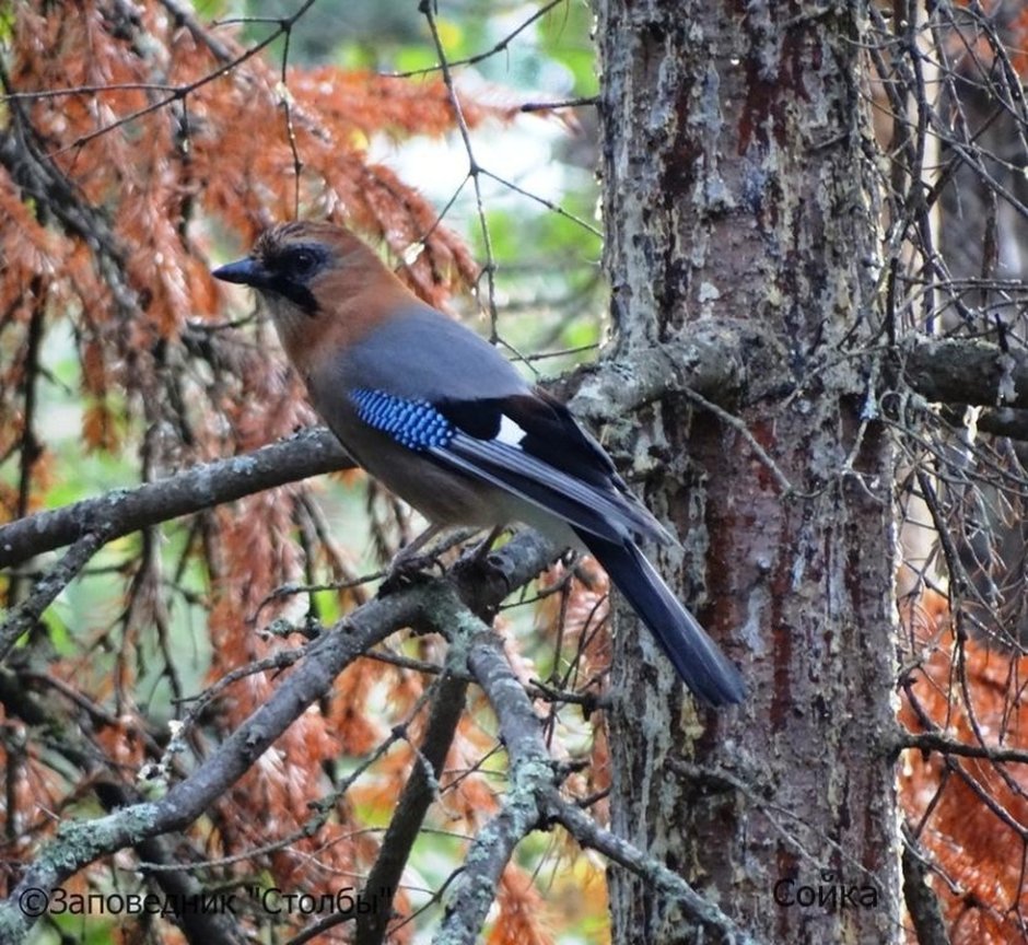 Маленькие Лесные птички