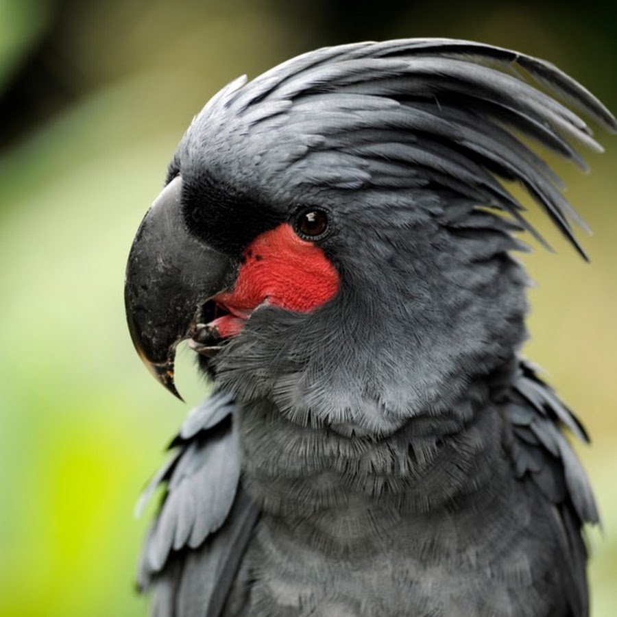 Попугай с красной грудкой