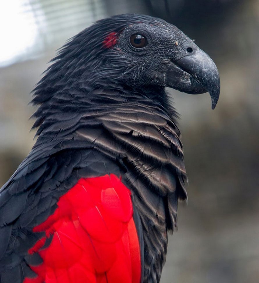 Птица Феникс обои