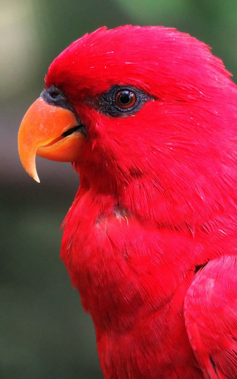 Попугай Джакомо