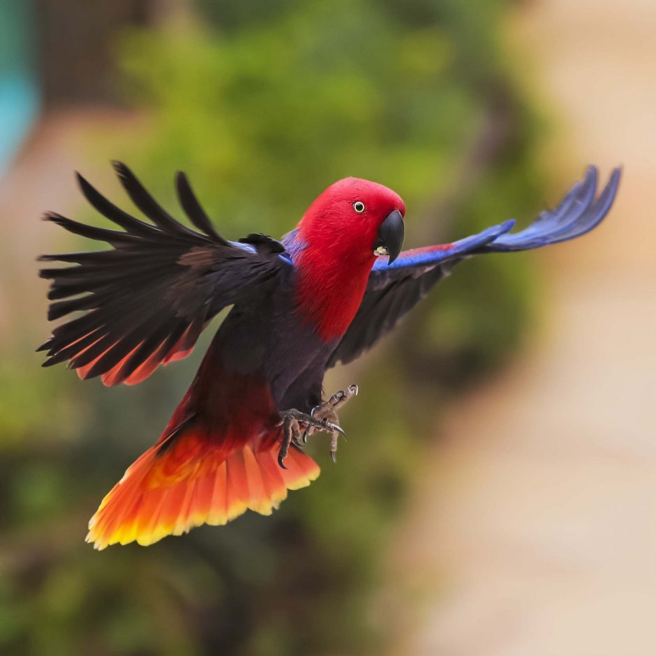 Попугай красный Эклектус