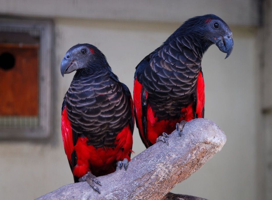 Красный попугай Lorikeet