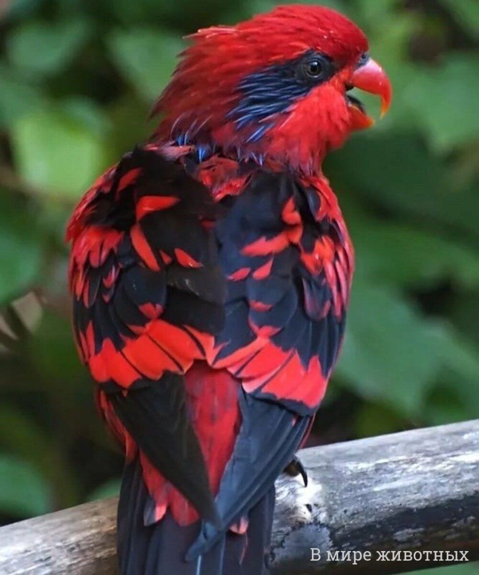 Попугай лорикет красный