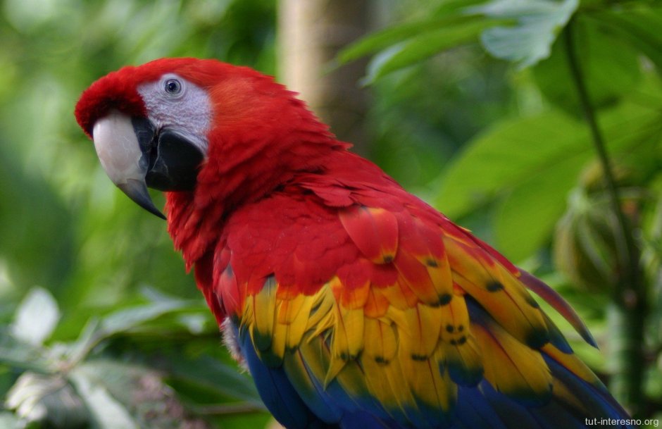 Попугай черно-красного цвета