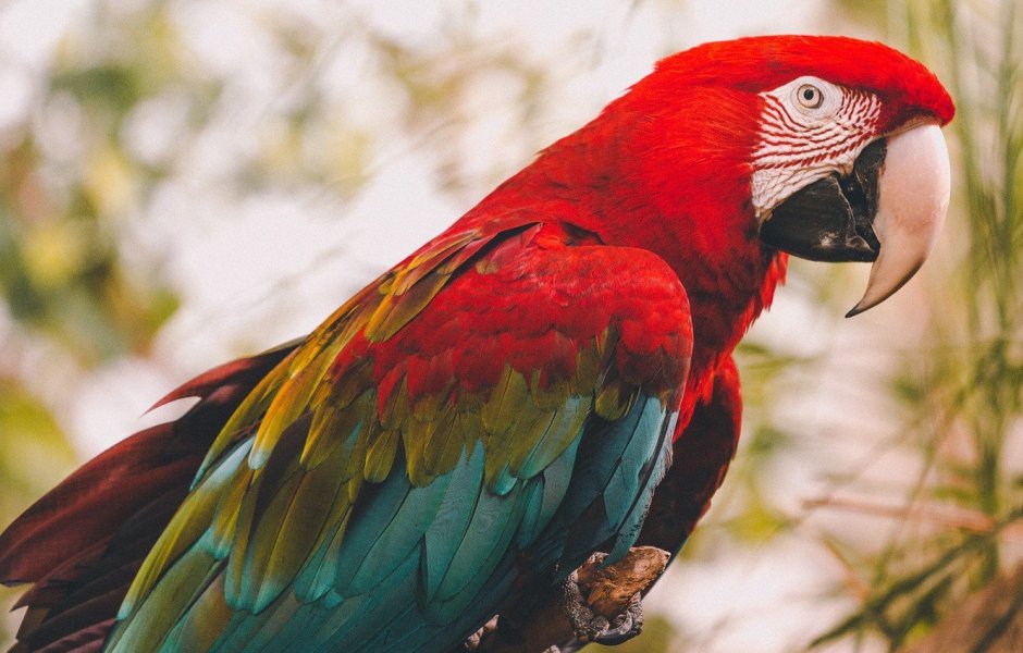 Попугай ара красный