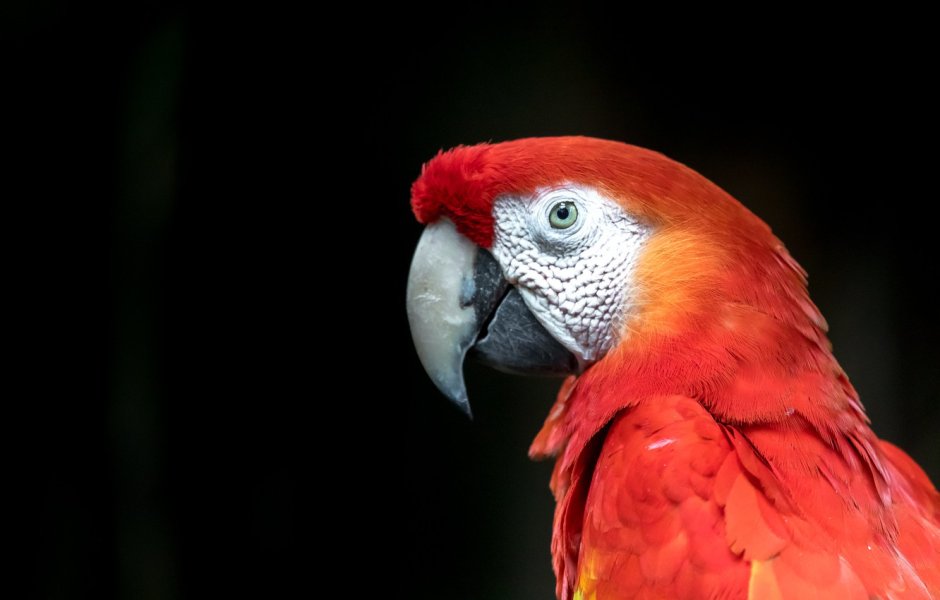 Попугай цветной