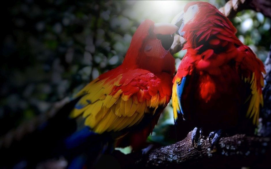 Попугай ара красный