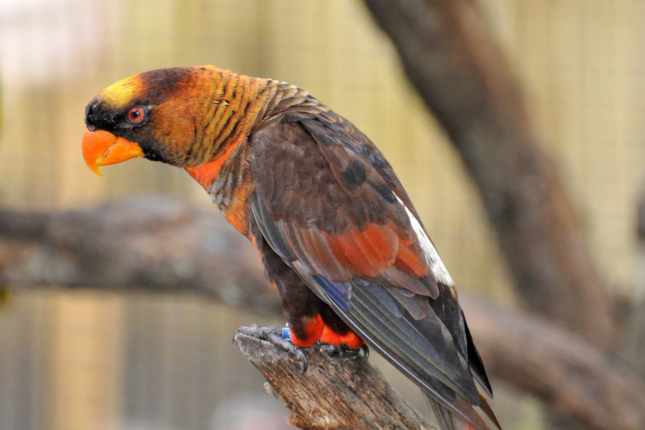 Попугай-Дракула (Орлиный попугай)