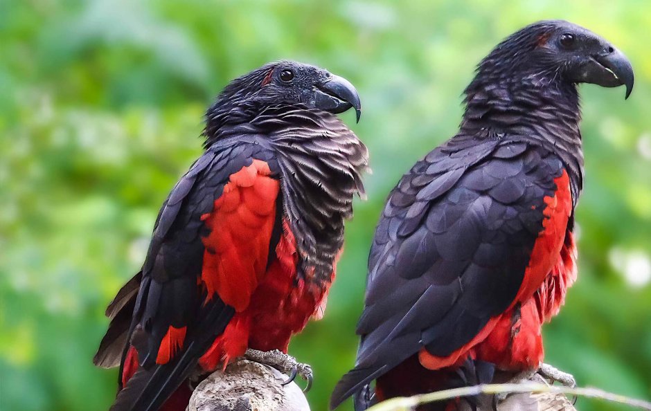 Попугай яго порода