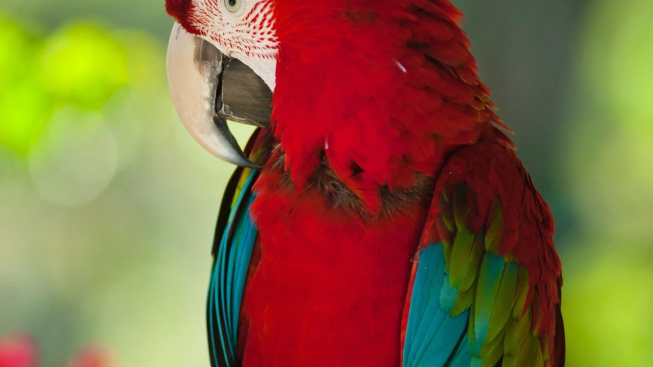 Буроголовый траурный Какаду самка