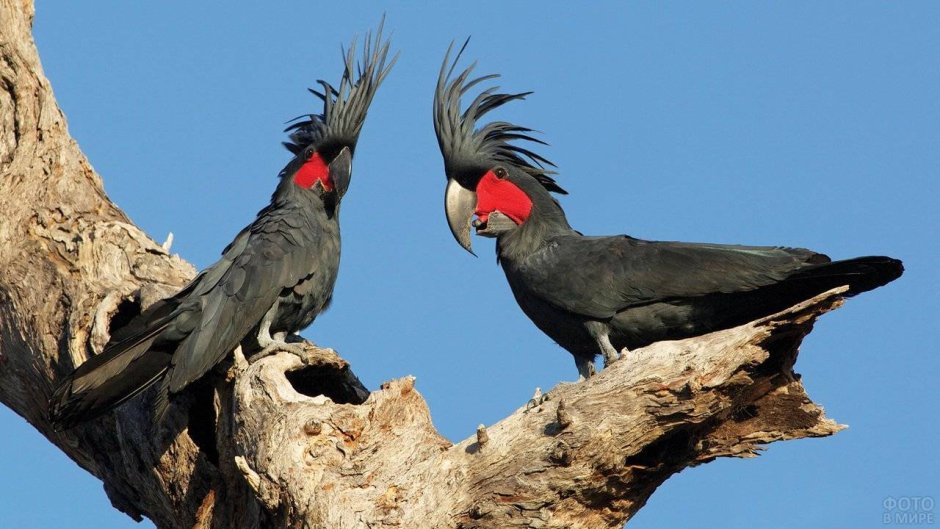 Благородный попугай Эклектус
