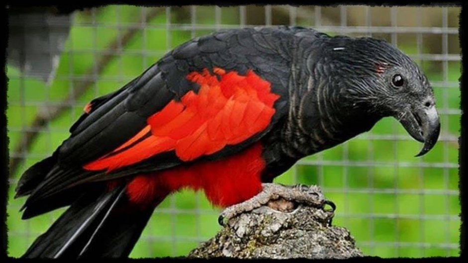 Красно синий попугай