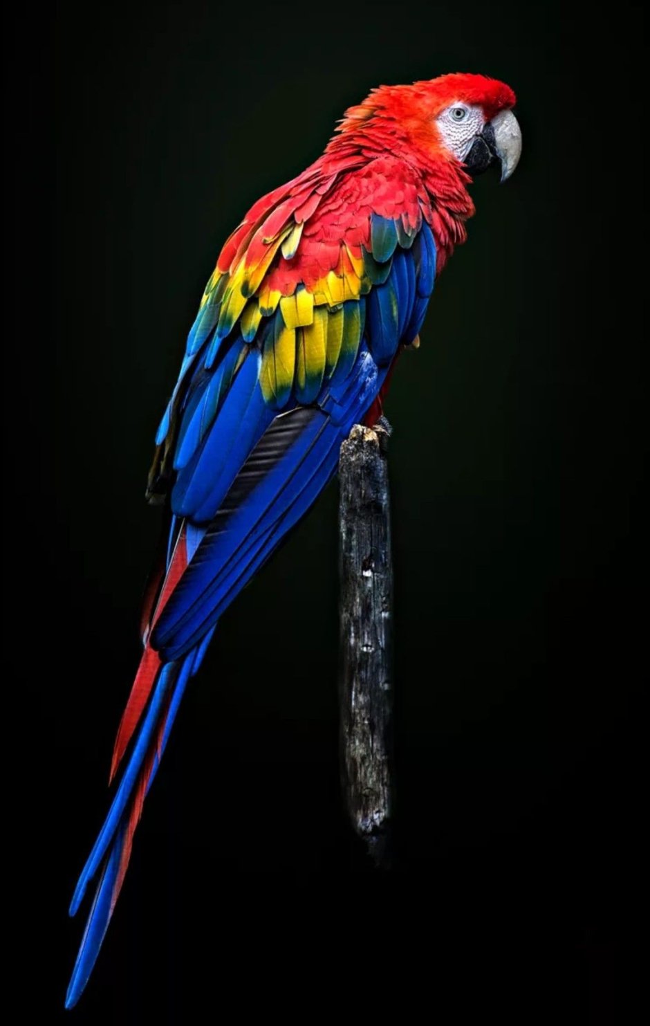 Красный ара птенец