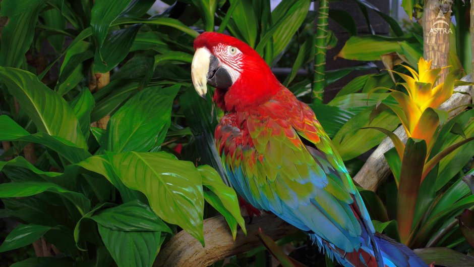 Попугай какарик