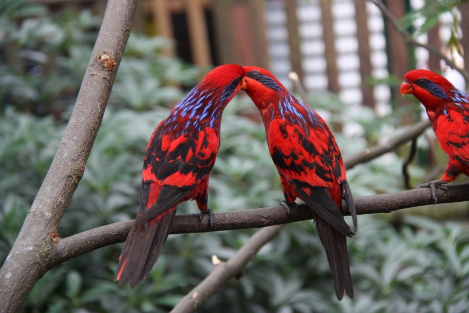 Попугай Синеухий красный Лори