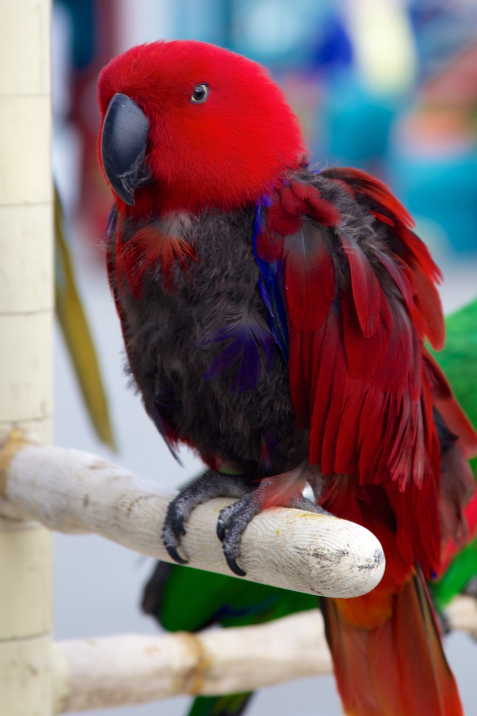 Перо попугая