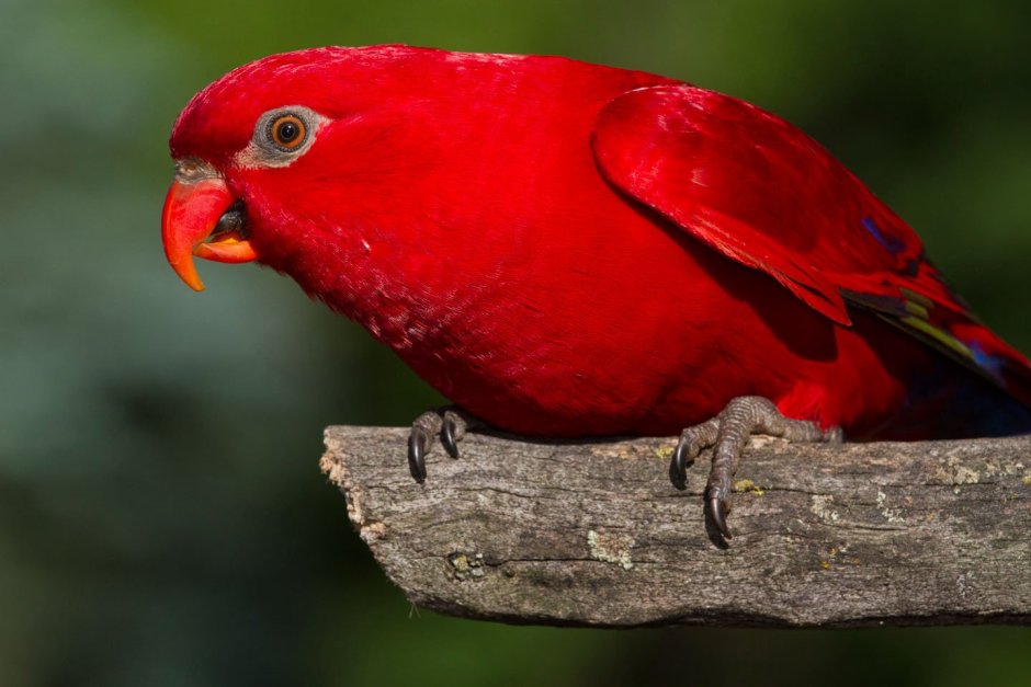 Синеухий красный Лори