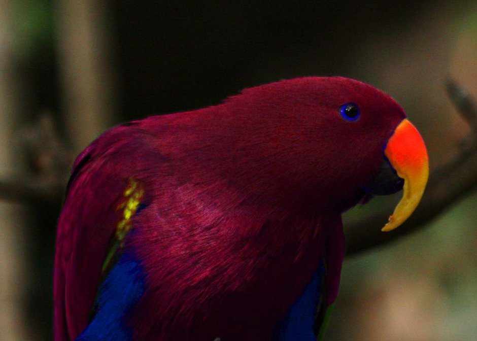 Попугай ара зеленокрылый