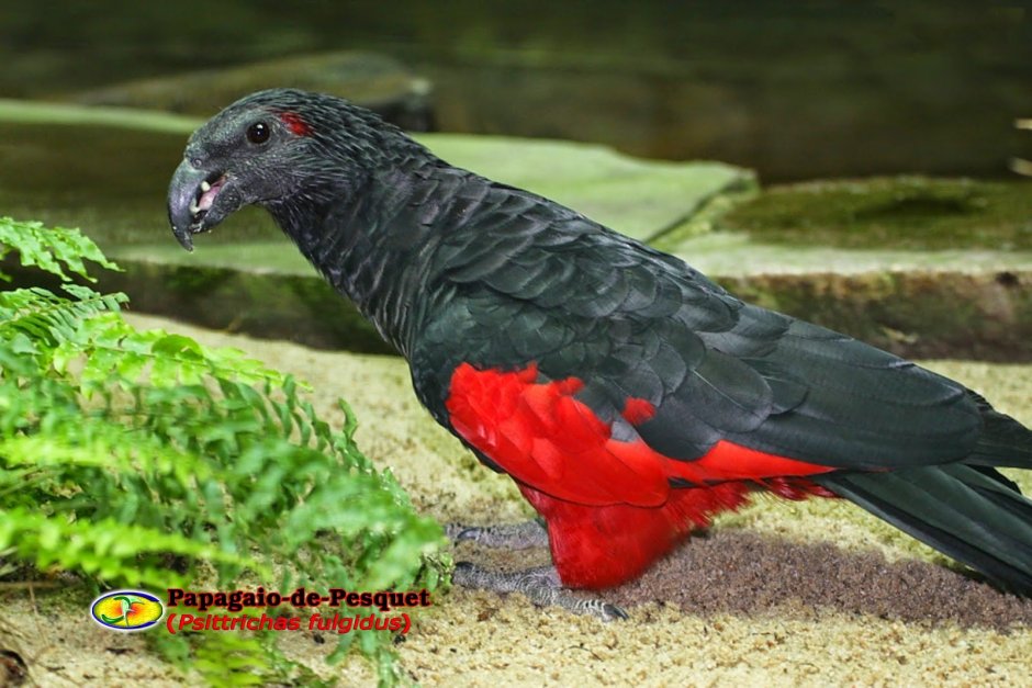 Красный попугай