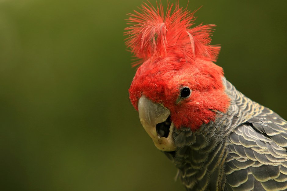 Черный Какаду Бэнкса