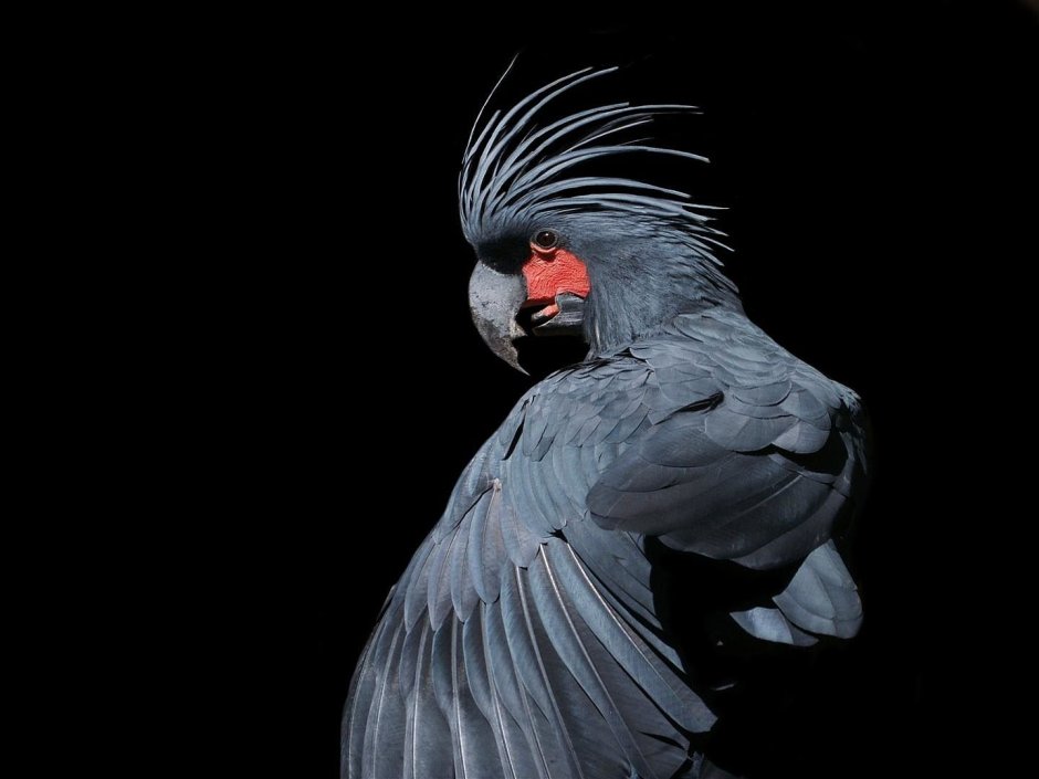 Южноафриканский красноголовый попугай