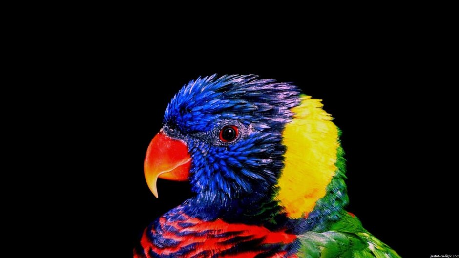 Попугай ара