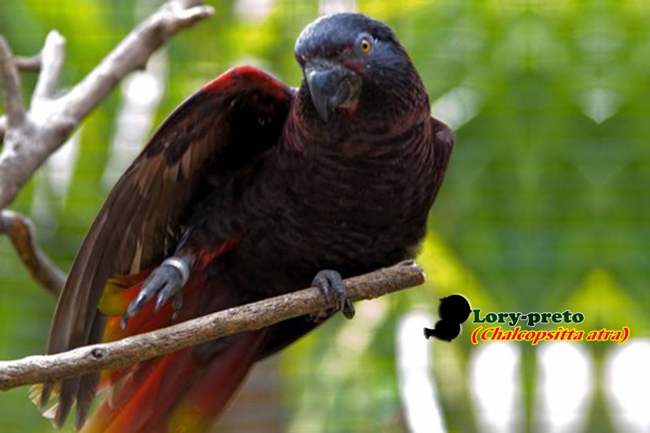 Красный ара птенец