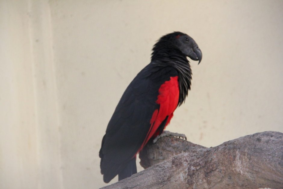 Попугай Какаду черный